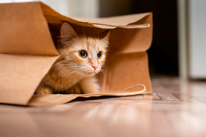 Cute baby kitten sitting inside of brown paper grocery sack
